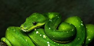 Python